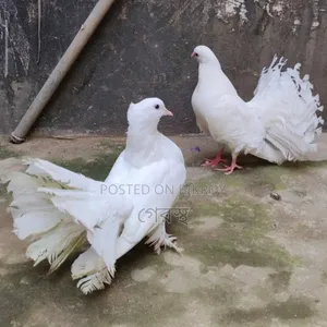 White Lokha Pigeon Pair #pigeon #bird #pigeonmarket #animal