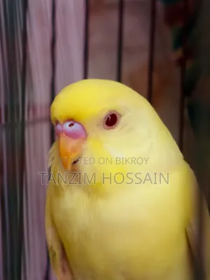 Clear Blood Line Red Eye Lutino and Crimino Budgerigar Baby for Sale