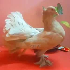 Yellow Lokha Pigeon pair will be exchanged.