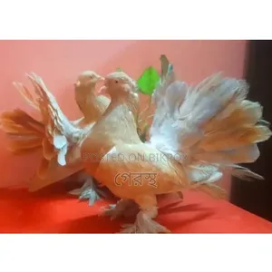 Yellow Lokha Pigeon pair will be exchanged.