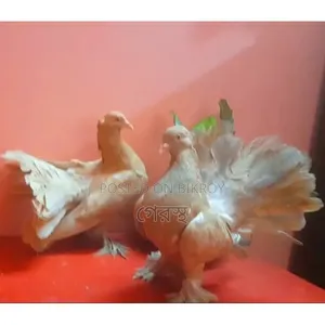 Yellow Lokha Pigeon pair will be exchanged.