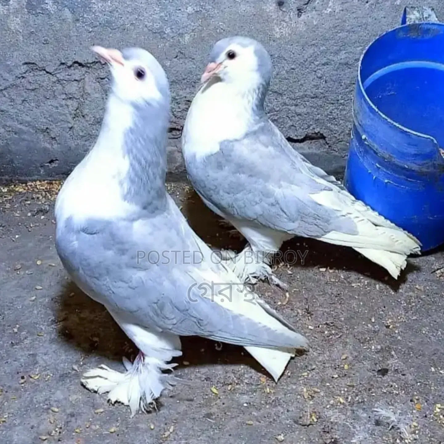 Silver Shirazi Pigeon Pair for Sale.#pigeon#bird#animal#pets