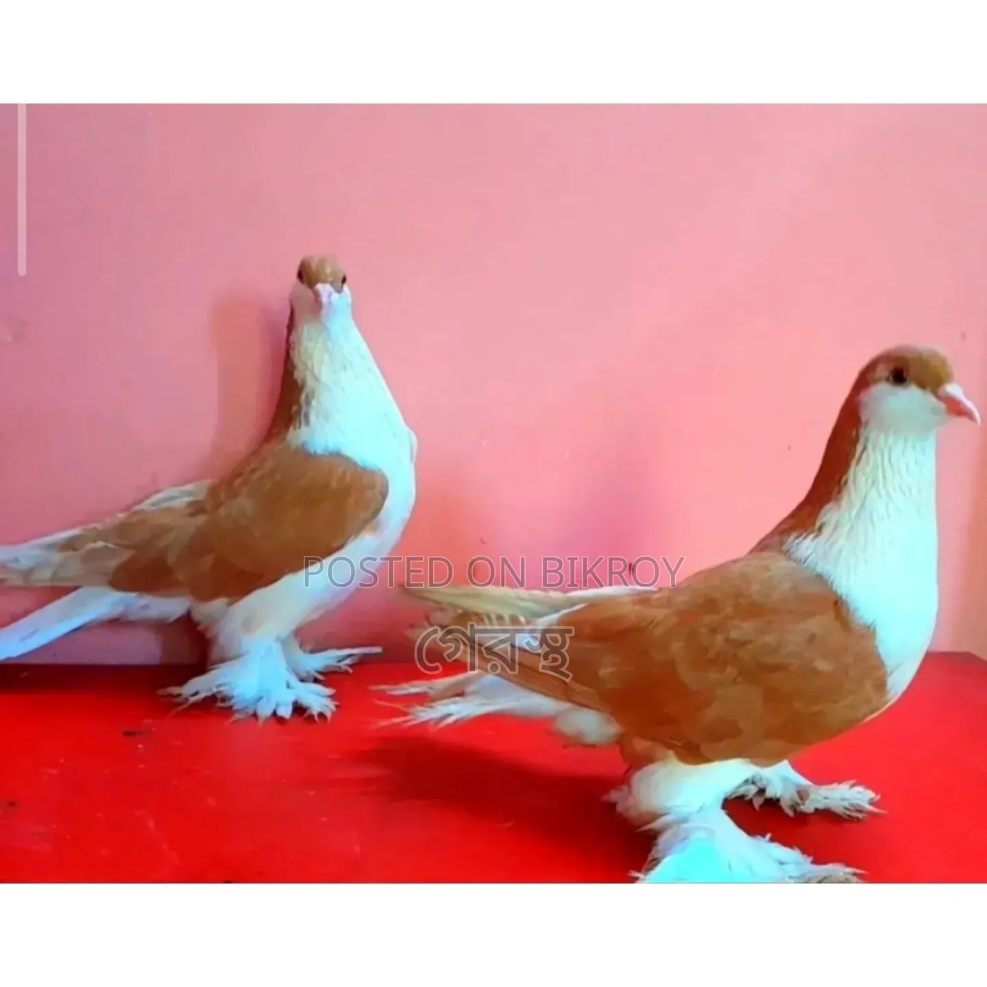 Yellow Siraji Pigeon pair will be sold.#pigeon#bird#animal#pets