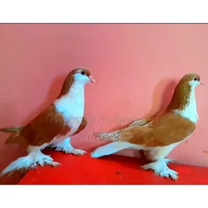 Yellow Siraji Pigeon pair will be sold.#pigeon#bird#animal#pets