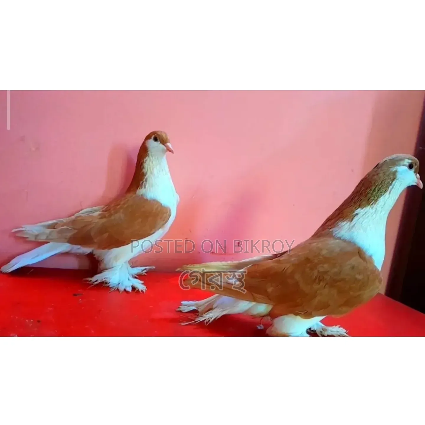Yellow Siraji Pigeon pair will be sold.#pigeon#bird#animal#pets