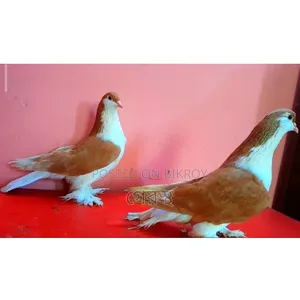 Yellow Siraji Pigeon pair will be sold.#pigeon#bird#animal#pets