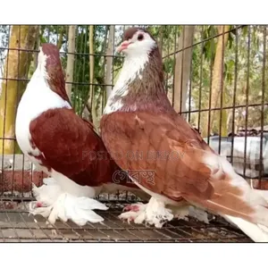 রেড সিরাজী কবুতর জোড়া বিক্রি হবে