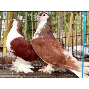 রেড সিরাজী কবুতর জোড়া বিক্রি হবে
