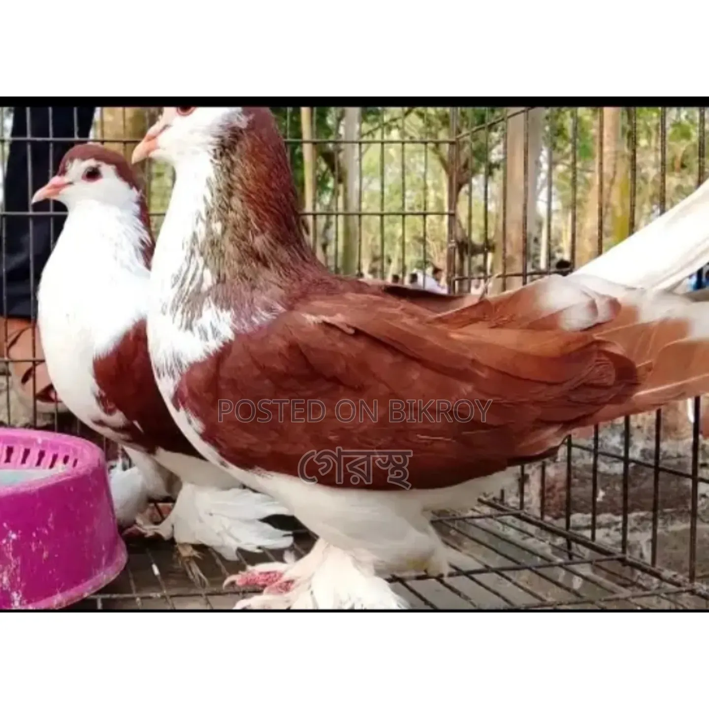 রেড সিরাজী কবুতর জোড়া বিক্রি হবে