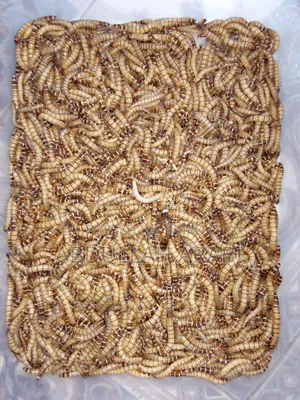 বিটল (লার্ভা / মাদার) (১০০ পিসের দাম)