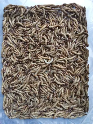 Beetle (Larva / Mother) (Price for 100 pieces)