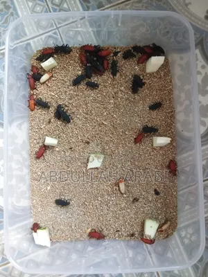 Beetle (Larva / Mother) (Price for 100 pieces)