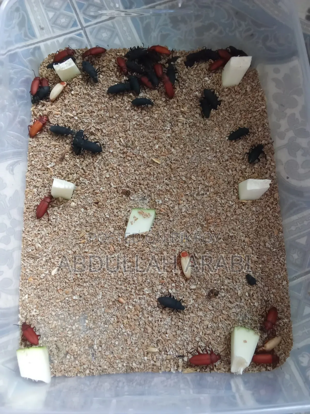 Beetle (Larva / Mother) (Price for 100 pieces)