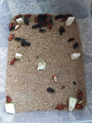 Beetle (Larva / Mother) (Price for 100 pieces)