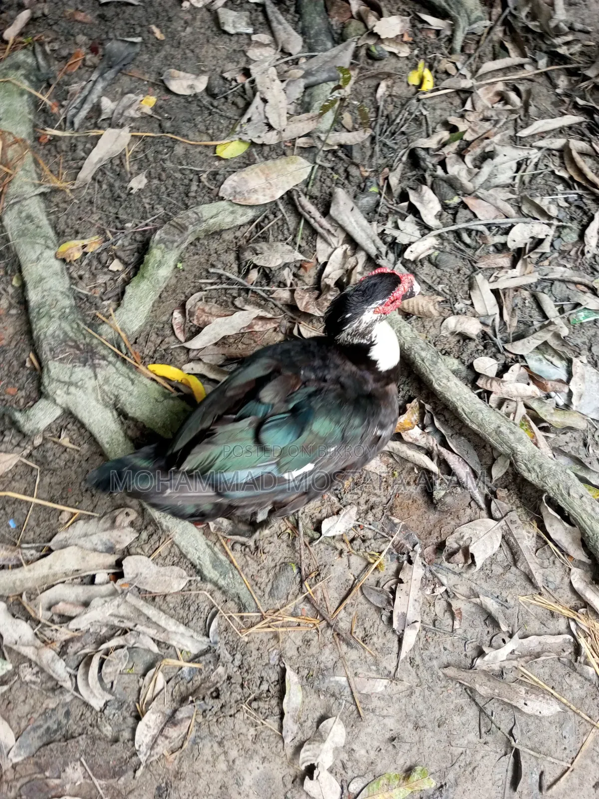 Moscovy Duck Raised at Home for Sale