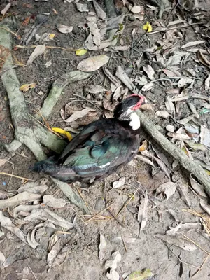 নিজের বাসায় লালন পালন করা চীনা হাঁস বিক্রয়