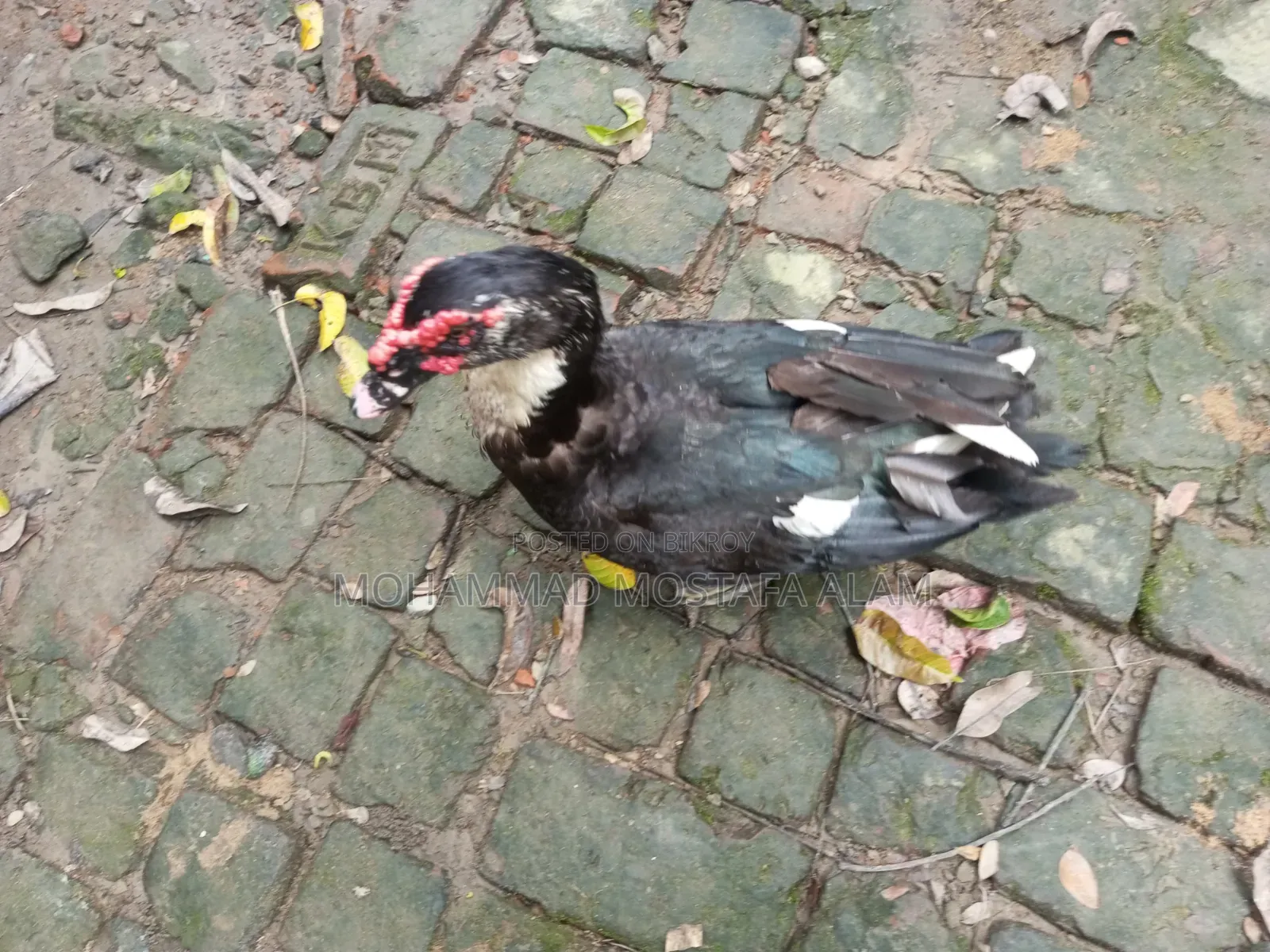 Moscovy Duck Raised at Home for Sale