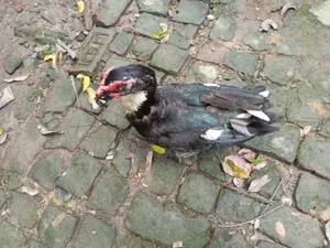 Moscovy Duck Raised at Home for Sale