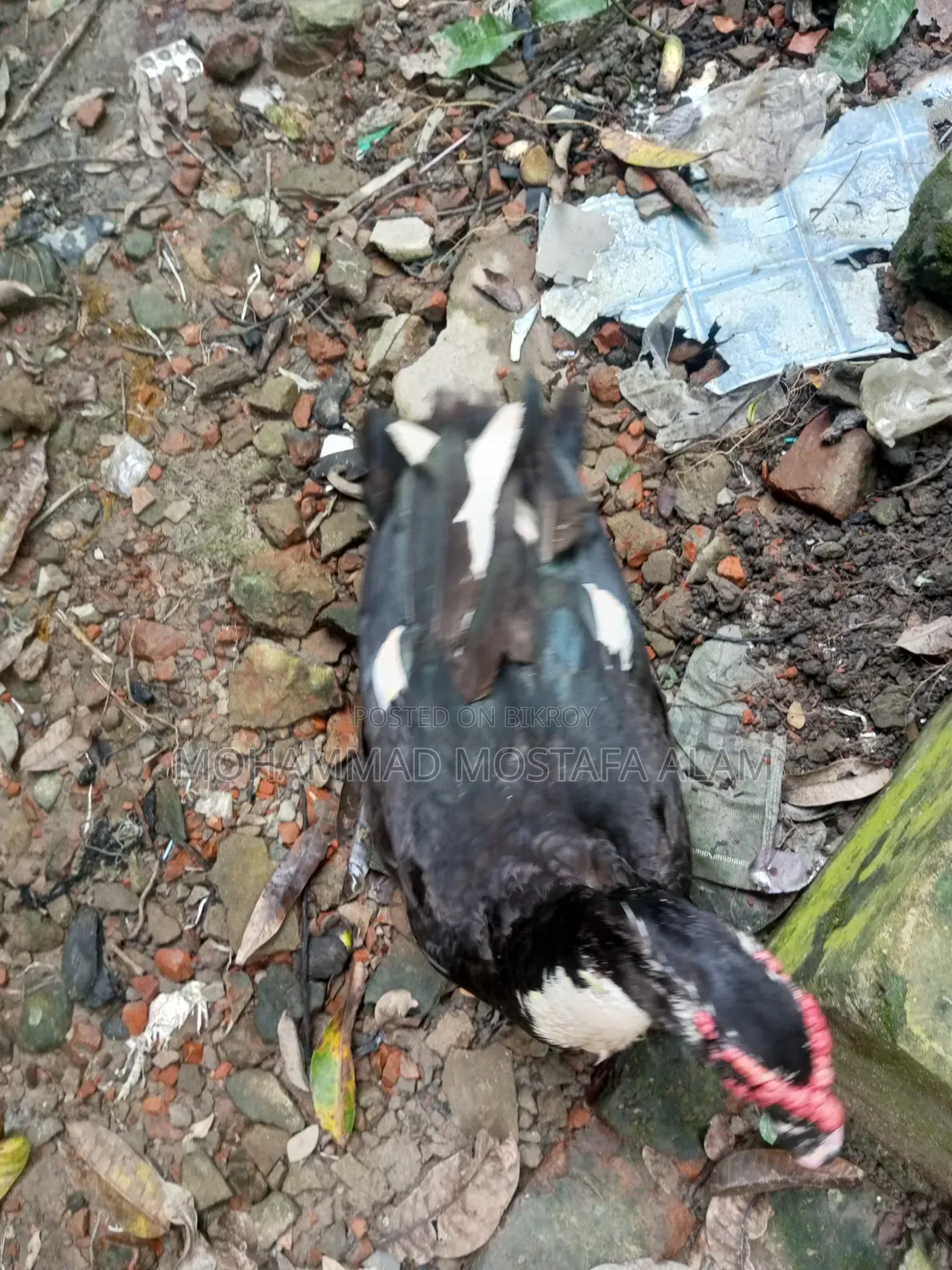 Moscovy Duck Raised at Home for Sale