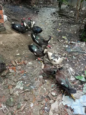 Moscovy Duck Raised at Home for Sale