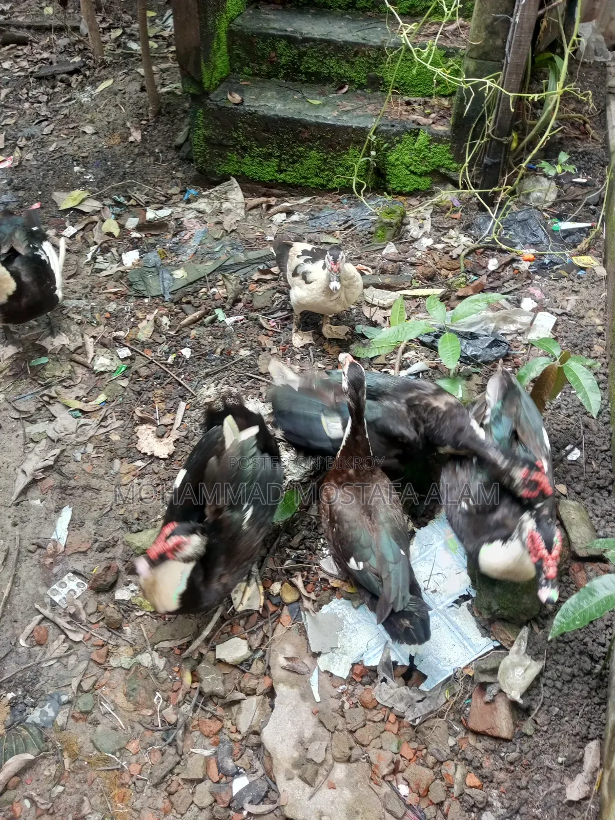 Moscovy Duck Raised at Home for Sale