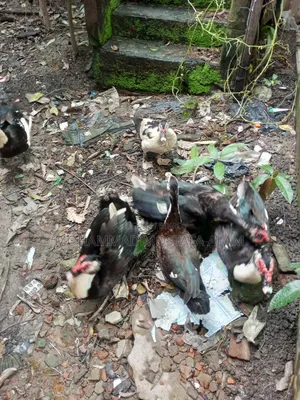 Moscovy Duck Raised at Home for Sale