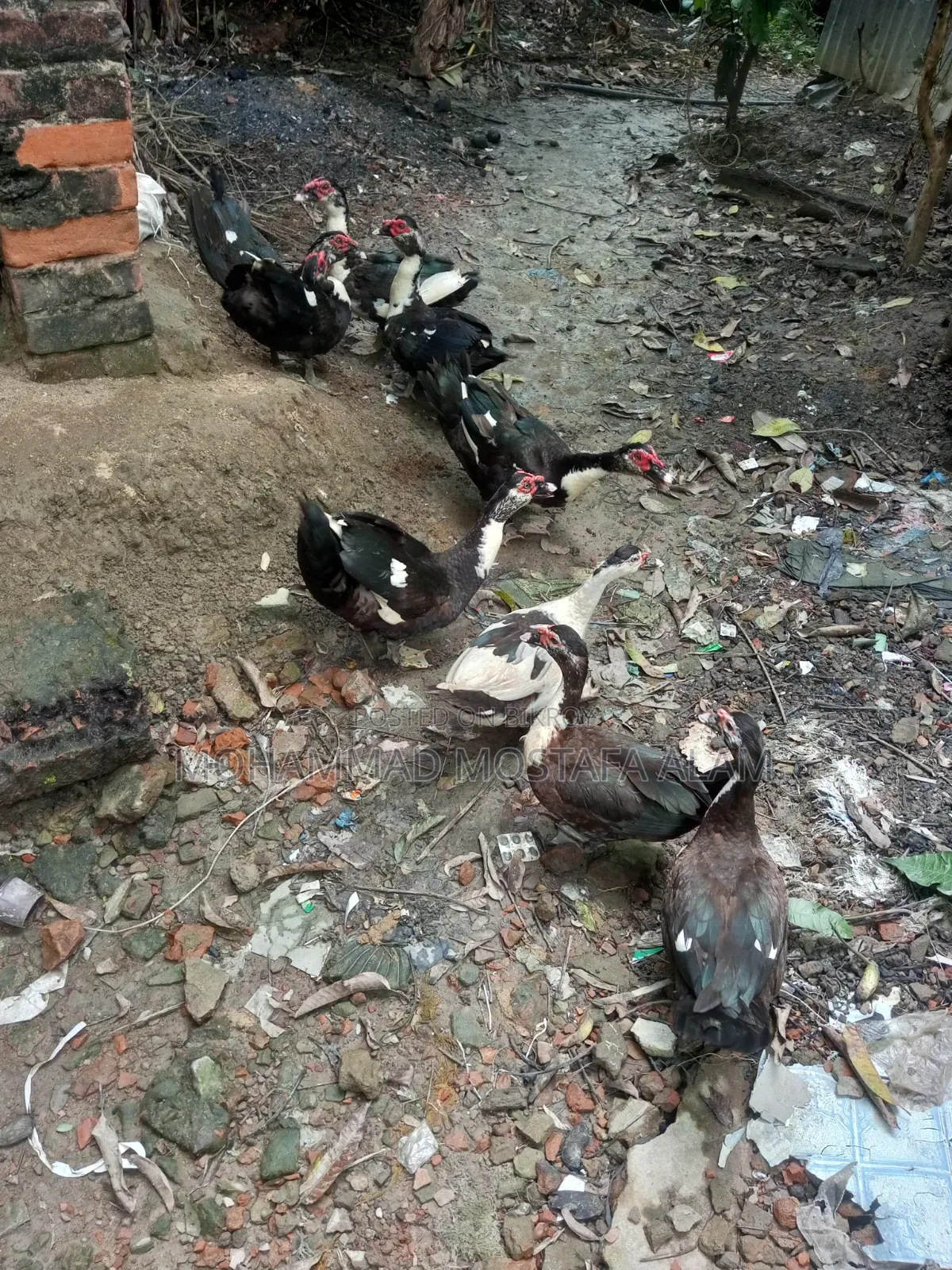 Moscovy Duck Raised at Home for Sale