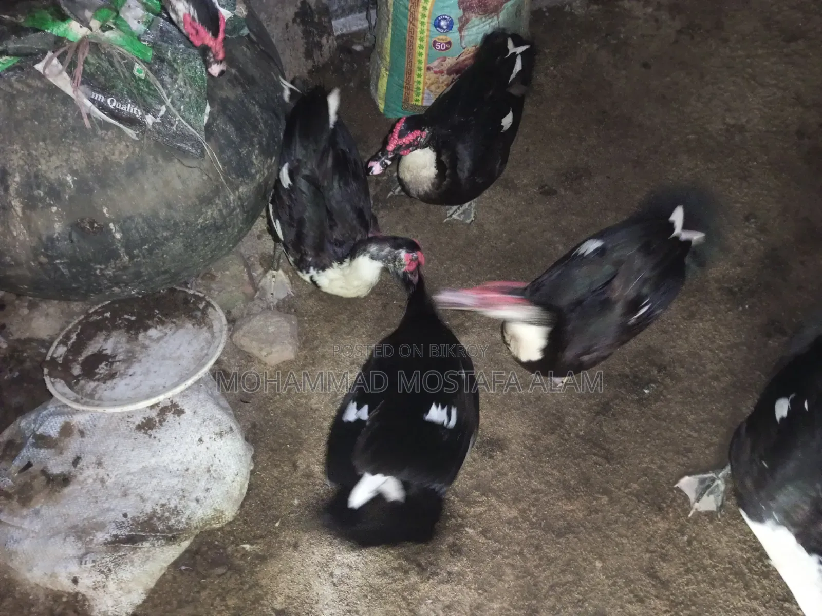 Moscovy Duck Raised at Home for Sale
