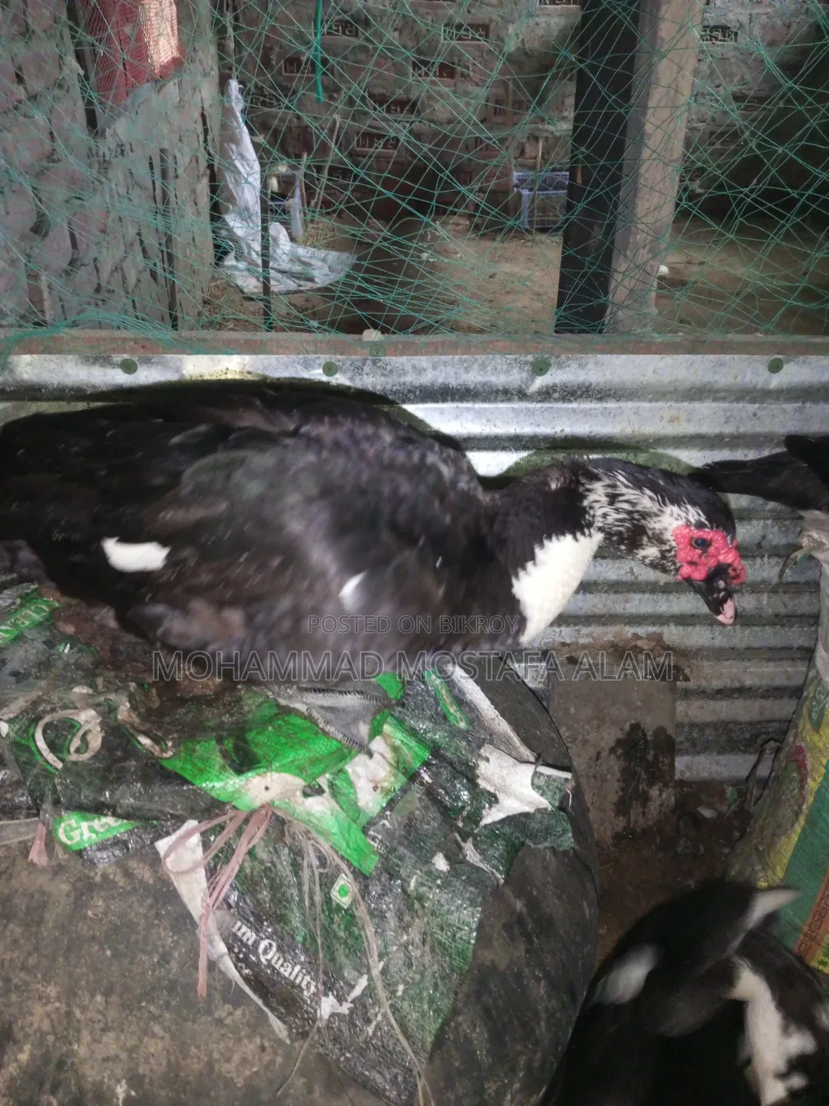 Moscovy Duck Raised at Home for Sale