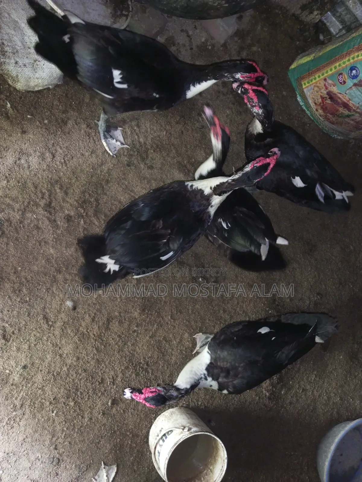 Moscovy Duck Raised at Home for Sale