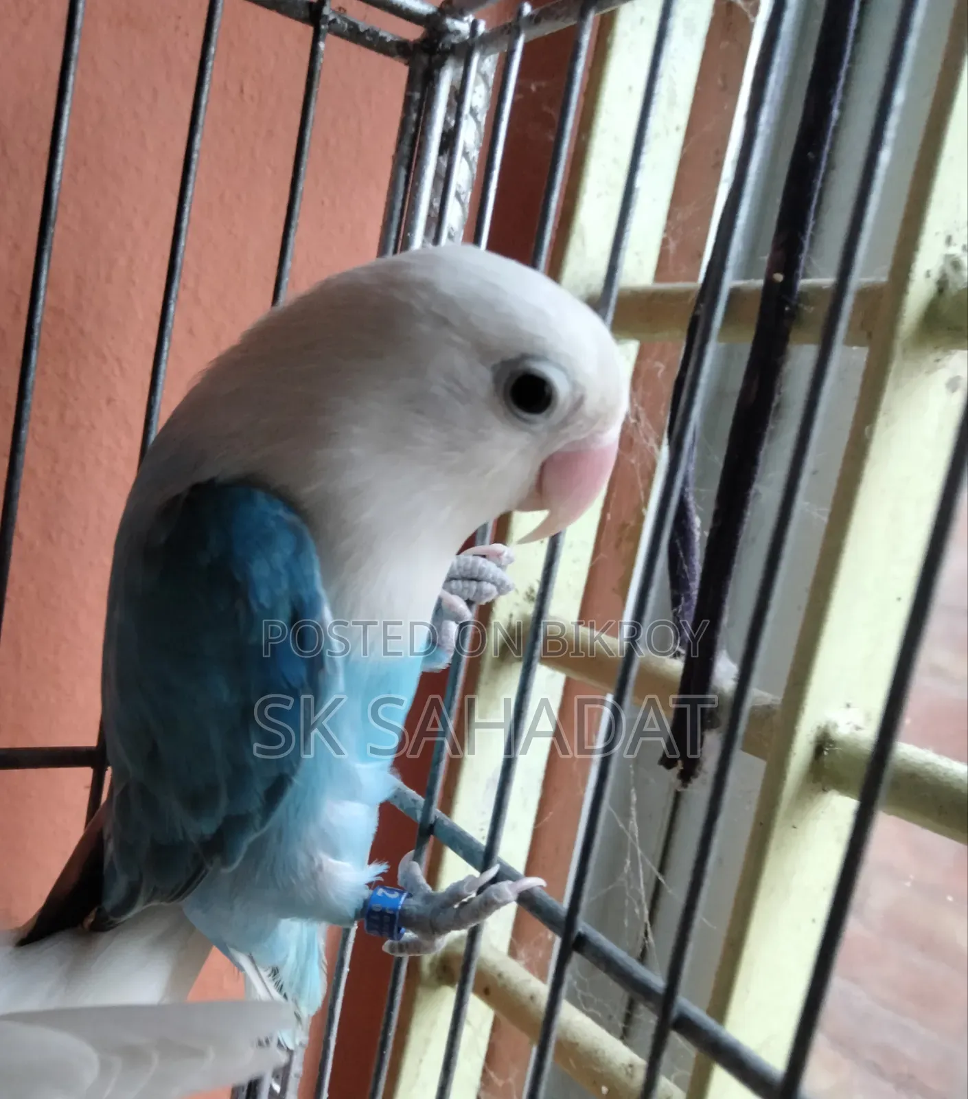 Lovebird Bird