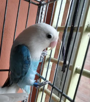 Lovebird Bird