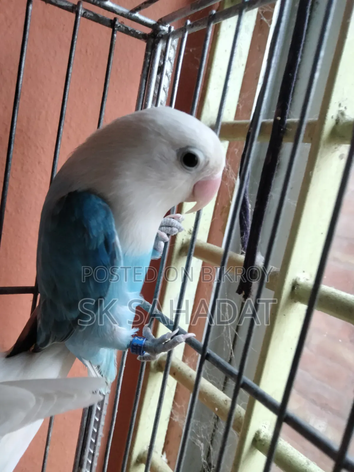 Lovebird Bird
