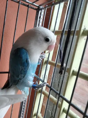 Lovebird Bird
