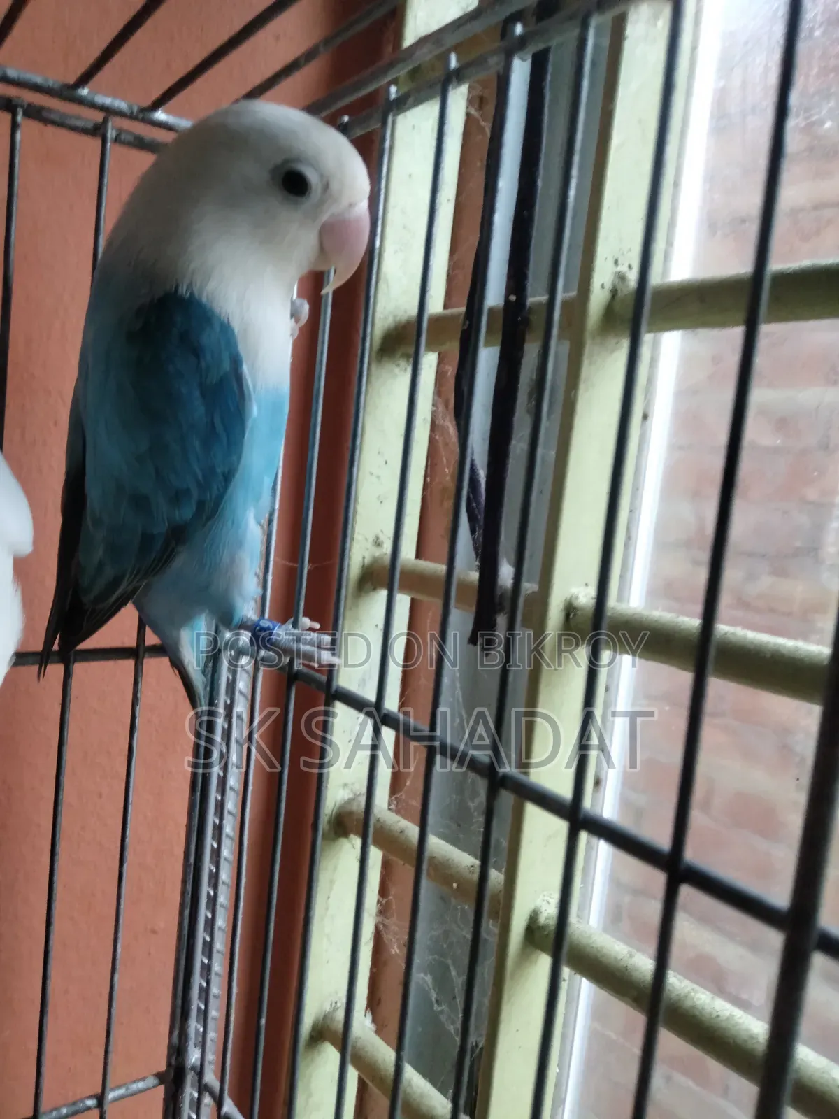 Lovebird Bird