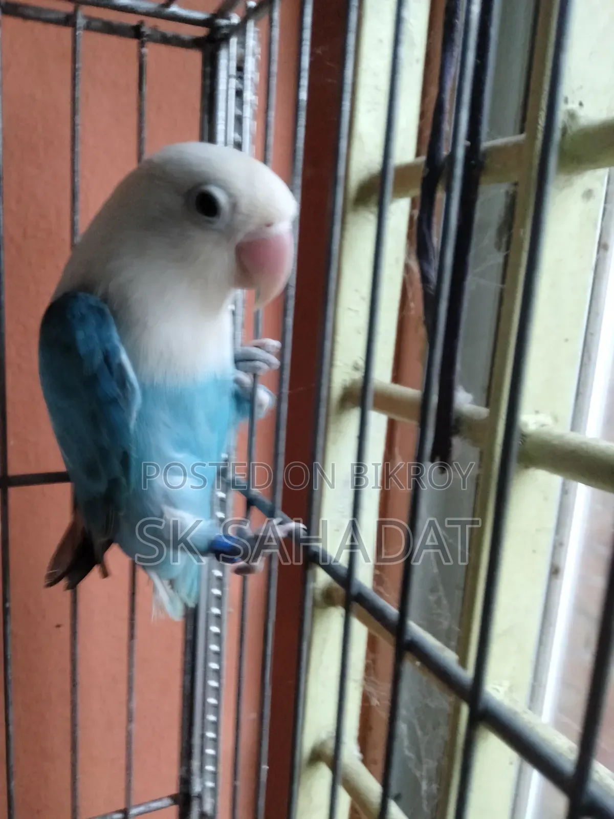 Lovebird Bird