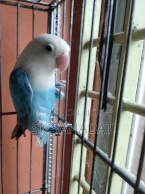 Lovebird Bird