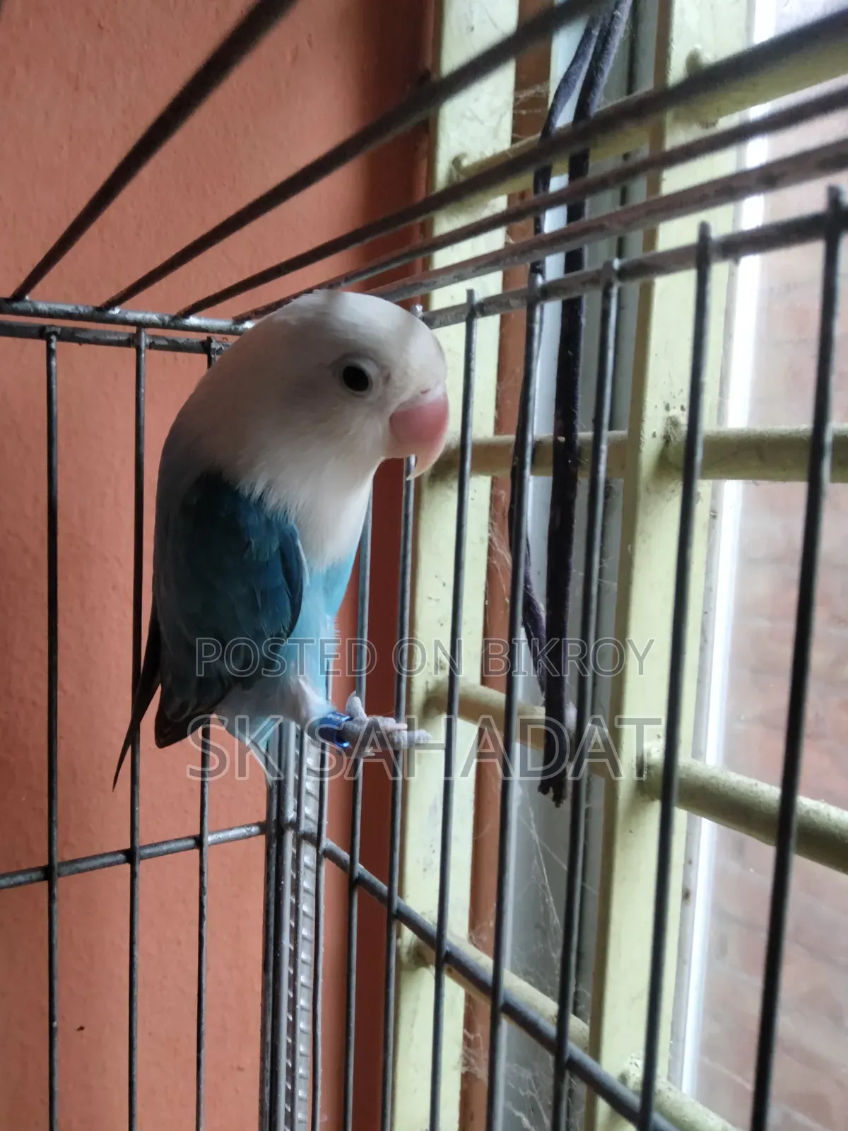 Lovebird Bird