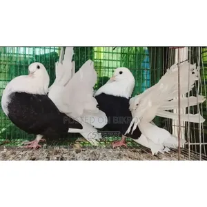 Black and White Combination Loctor Pigeon Pair will be sold.