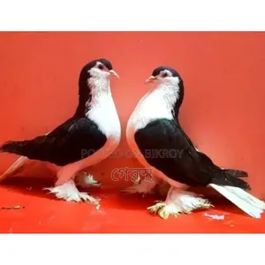 Black Siraji pigeon pair will be sold.