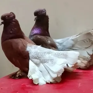 Full Fresh Lakkha Pigeon Pair