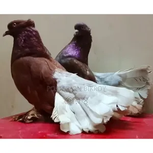 Full Fresh Lakkha Pigeon Pair