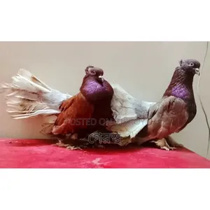 Full Fresh Lakkha Pigeon Pair