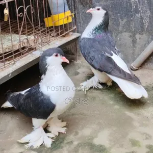 Running Black Siraji Pigeon Pair for Sale.#pigeon#bird#animal