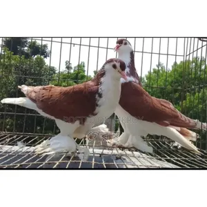 Full Fresh Red Sirazi Pigeon Pair for Sale.#pigeon#bird#pets