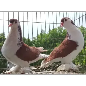 Full Fresh Red Sirazi Pigeon Pair for Sale.#pigeon#bird#pets