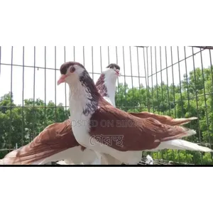 Full Fresh Red Sirazi Pigeon Pair for Sale.#pigeon#bird#pets
