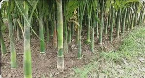 Approximately (300) Betel Nut Trees