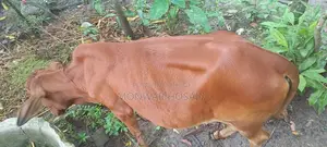 বকনা বাছুর