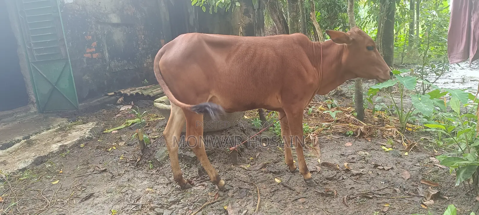 বকনা বাছুর